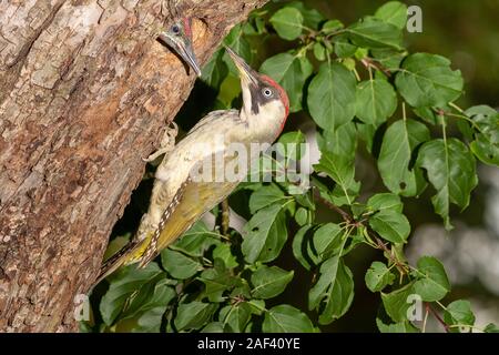 , Gruenspecht Weibchen (Picus viridis) pic vert, femme • Bade-Wurtemberg, Allemagne Banque D'Images