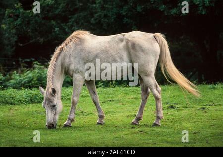 Poney New Forest blanc, Equus caballus, UK Banque D'Images