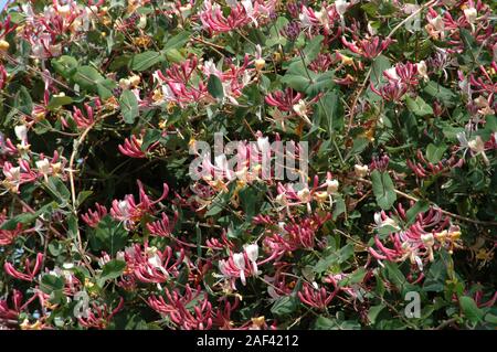 Chèvrefeuille (Lonicera periclymenum) en fleur. Banque D'Images