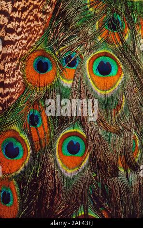 Détail de plumes iridescentes. Pavo cristatus paon indien, Banque D'Images