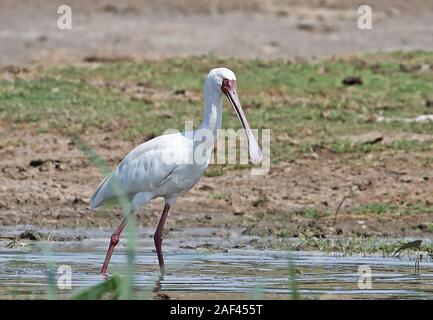 Spatule d'Afrique (Platalea alba) balades adultes dans les eaux peu profondes du Parc national Queen Elizabeth, l'Ouganda Novembre Banque D'Images