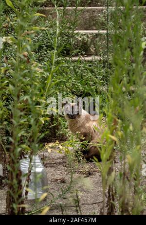 Chat ou chaton à regarder caméra dans le jardin luxuriant et la cour à Viseu Portugal Banque D'Images