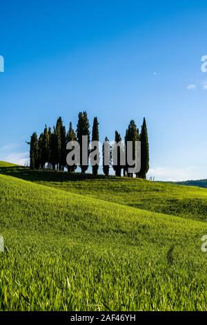 Vallonné typique campagne toscane, dans le Val d'Orcia avec des champs verts et et un groupe de cyprès Banque D'Images