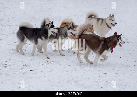 Quatre husky de Sibérie et akita inu jouent dans le parc d'hiver. Animaux de compagnie. Chien de race pure. Banque D'Images