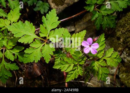 Geranium robertianum (herb-Robert) est originaire d'Europe, d'Asie, d'Amérique du Nord et l'Afrique du Nord. Il peut être trouvé dans les bois, bardeaux maritime etc. Banque D'Images