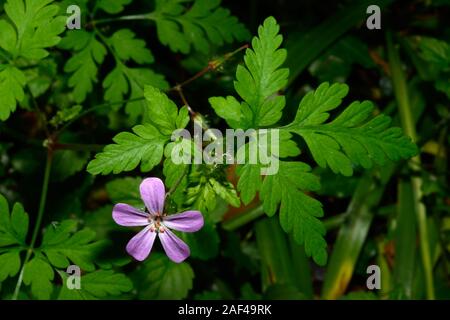 Geranium robertianum (herb-Robert) est originaire d'Europe, d'Asie, d'Amérique du Nord et l'Afrique du Nord. Il peut être trouvé dans les bois, bardeaux maritime etc. Banque D'Images