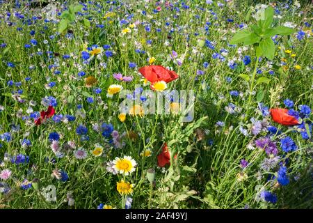 Belles fleurs sauvages dans un champ dans les Pays-Bas, Europe Banque D'Images