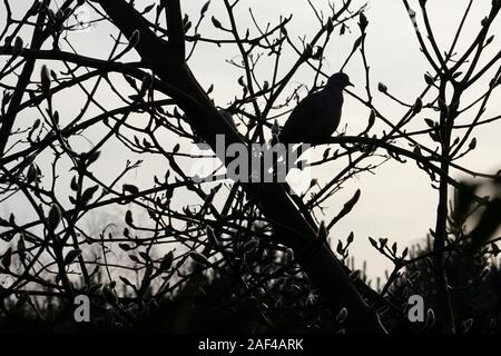 Silhouette d'un pigeon assis sur une branche contre la lumière Banque D'Images