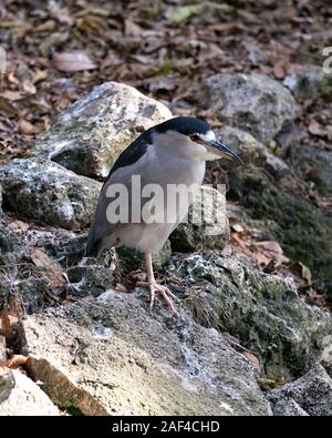 Black-Crowned oiseau Bihoreau gris sur les roches avec debout sur une jambe avec rock et marron fond feuilles affichant son plumage bleu, corps, tête, bec, Banque D'Images