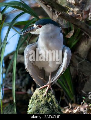 Black-Crowned oiseau Bihoreau gris debout sur une roche verte avec propagation ailes avec le feuillage et l'arrière-plan d'eau bleu affichant son plumage bleu, corps, il Banque D'Images