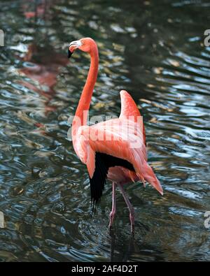 Flamingo bird close-up Vue de profil dans l'eau, affichant son beau plumage, tête, long cou, bec, oeil dans son environnement et l'env Banque D'Images