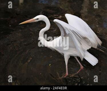 Oiseau Heron blanc close-up Vue de profil dans l'eau avec ses ailes propagation affichant son plumage blanc, corps, tête, yeux, bec, long cou, avec black b Banque D'Images