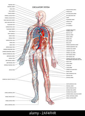 Diagramme étiqueté indiquant les détails du corps humain l'appareil circulatoire. Banque D'Images