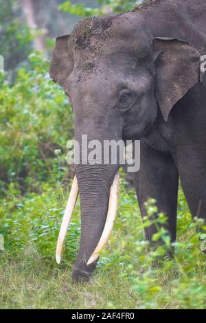 L'éléphant sauvage indienne de Tusker Parc National en Inde Banque D'Images