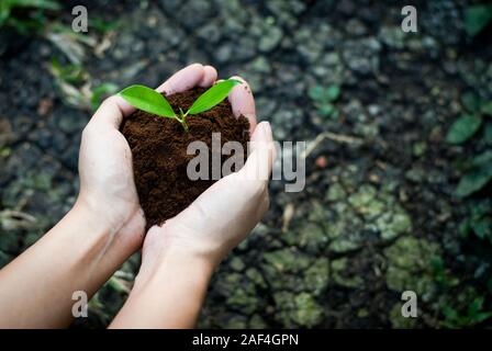 Mains tenant un arbre poussant sur sol fissuré, sauver le monde, les problèmes d'environnement, la protection de la nature. Le concept de l'amour du monde. Banque D'Images