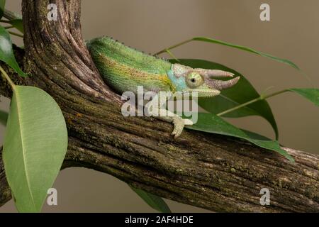 Jackson's Chameleon (Chamaeleo jacksonii, xantholophus) Banque D'Images