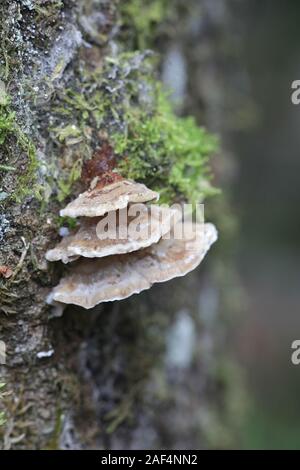Trametes ochracea, connu sous le nom de champignon à l'ocre, champignons sauvages de Finlande Banque D'Images