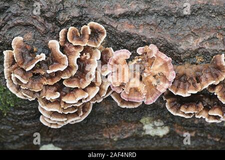 Chondrostereum purpureum, connu sous le nom de la feuille d'argent, champignon champignons sauvages de Finlande. Banque D'Images
