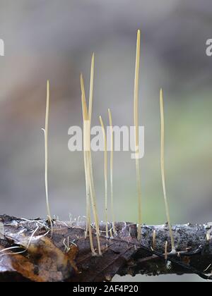 Macrotyphula juncea, connu comme le club ou club fée champignon, champignons sauvages de Finlande Banque D'Images