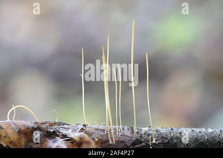 Macrotyphula juncea, connu comme le club ou club fée champignon, champignons sauvages de Finlande Banque D'Images