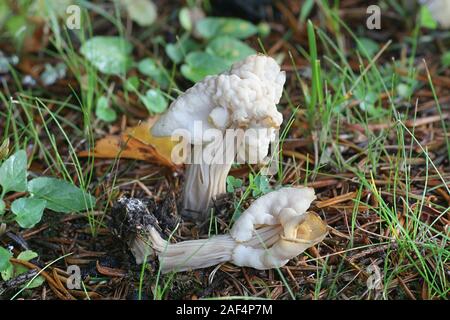 Helvella crispa, connu sous le nom de White Saddle, elfin saddle ou helvel commun, les champignons de la Finlande Banque D'Images