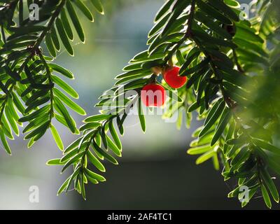 Deux brillants rétroéclairés rouge baies d'if (Taxus baccata) avec des bouts de gaze d'argent fin d'araignée entre rim vert sombre éclairé d'aiguilles, Ecosse, Royaume-Uni Banque D'Images