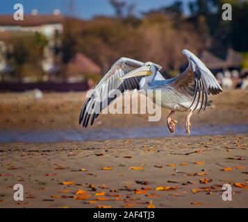 Le Pélican blanc Pelecanus rufescens,est le vol et l'atterrissage sur la plage dans le lagon de la mer en Afrique, au Sénégal. C'est une photo de la faune d'oiseaux sauvages dans Banque D'Images