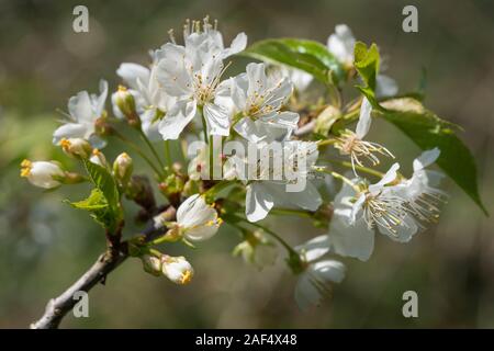Le cerisier (Prunus avium), près de la tête de fleur Banque D'Images