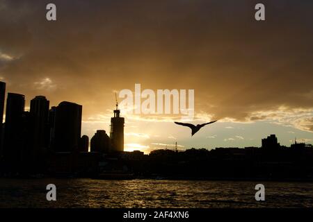 Sydney City skyline silhouette au coucher du soleil, New South Wales, Australie. Banque D'Images