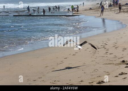 Flying Gull de varech en vacances plage (Larus dominicanus) Banque D'Images