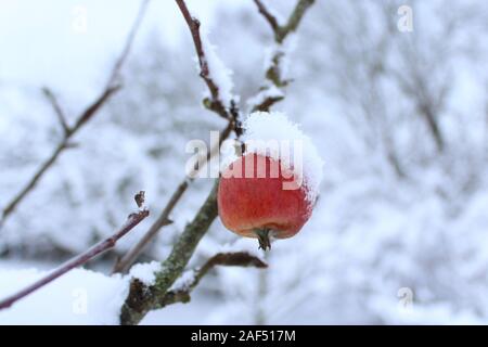 La photo montre une pomme sur un arbre en hiver Banque D'Images