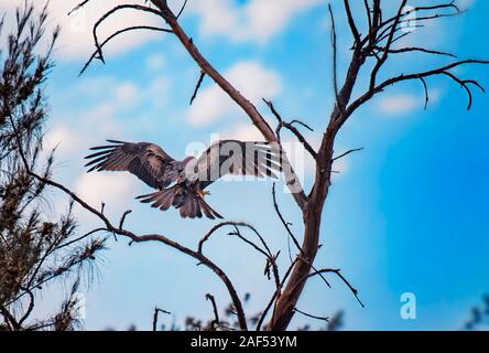 Milan noir Milvus, vole et l'atterrissage sur l'arbre au Sénégal, l'Afrique. La photo en gros du grand aigle. C'est photo nature. Il est bleu ciel. Banque D'Images