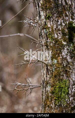 Montgomery County, New York, USA : Gleditsia triacanthos aka, criquet du miel est un decisuoustree avec écorce épineuse. C'est le bois est utilisé pour les postes. Banque D'Images