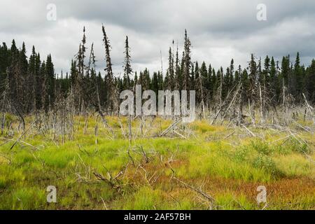 En compensation, la forêt boréale du parc national des Monts-Valin, province de Québec, Canada. Banque D'Images