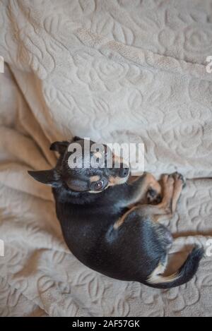 Chien aux cheveux courts chihuahua poil câble réside et est assise sur un plaid marron. Chihuahua chien sur un plaid beige. Chihakhtse chien est brun-noir-blanc. Animal de compagnie à ho Banque D'Images