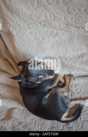 Chien aux cheveux courts chihuahua poil câble réside et est assise sur un plaid marron. Chihuahua chien sur un plaid beige. Chihakhtse chien est brun-noir-blanc. Animal de compagnie à ho Banque D'Images