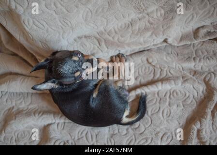 Chien aux cheveux courts chihuahua poil câble réside et est assise sur un plaid marron. Chihuahua chien sur un plaid beige. Chihakhtse chien est brun-noir-blanc. Animal de compagnie à ho Banque D'Images