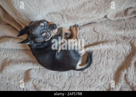 Chien aux cheveux courts chihuahua poil câble réside et est assise sur un plaid marron. Chihuahua chien sur un plaid beige. Chihakhtse chien est brun-noir-blanc. Animal de compagnie à ho Banque D'Images