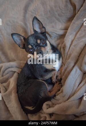 Chien aux cheveux courts chihuahua poil câble réside et est assise sur un plaid marron. Chihuahua chien sur un plaid beige. Chihakhtse chien est brun-noir-blanc. Animal de compagnie à ho Banque D'Images