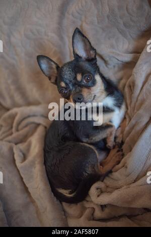 Chien aux cheveux courts chihuahua poil câble réside et est assise sur un plaid marron. Chihuahua chien sur un plaid beige. Chihakhtse chien est brun-noir-blanc. Animal de compagnie à ho Banque D'Images