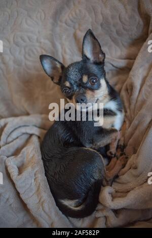 Chien aux cheveux courts chihuahua poil câble réside et est assise sur un plaid marron. Chihuahua chien sur un plaid beige. Chihakhtse chien est brun-noir-blanc. Animal de compagnie à ho Banque D'Images