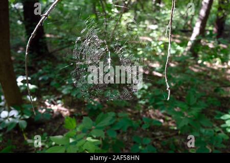 Selective focus, Spider web dans le parc entre les branches d'arbres. White Spider web au printemps de la forêt. Banque D'Images