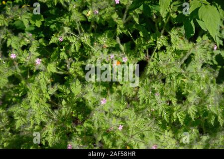 L'herbe dans le parc couvert de peuplier. La période de floraison peuplier peuplier à l'allergie. Banque D'Images