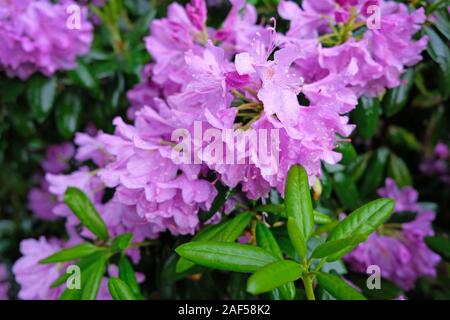 Un grand buisson qui fleurit dans le Rhododendron Botanical garden. De nombreuses fleurs rose Rhododendron, belle arrière-plan. Banque D'Images