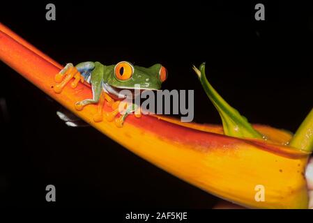 Une grenouille arboricole aux yeux rouges au Costa Rica Banque D'Images