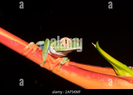 Une grenouille arboricole aux yeux rouges au Costa Rica Banque D'Images