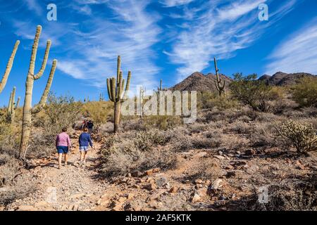 Saguaro cactus et randonneurs dans la McDowell Sonoran Préserver gateway Trail, Scottsdale, Arizona, USA. Banque D'Images