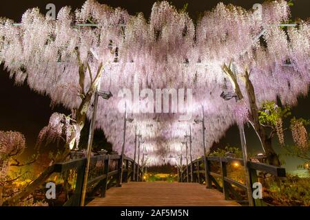 Belle vue sur White blossom tree Glycine japonaise la nuit , Ashikaga, Tochigi, Japon Banque D'Images