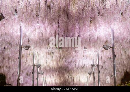 Belle vue sur White blossom tree Glycine japonaise la nuit , Ashikaga, Tochigi, Japon Banque D'Images