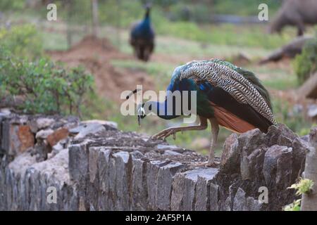 Paons sont très colorées.Portrait de belle peacock avec fond vert Banque D'Images